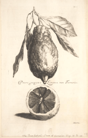 from The Belgick, or Netherlandish hesperides ?that is, the management, ordering, and use of the limon and orange trees, fitted to the nature and climate of the Netherlands /by S. Commelyn ; made English by G.V.N.