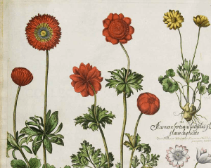 Detail of anemones from Besler's Hortus Eystettensis, vol. 1 (1620)