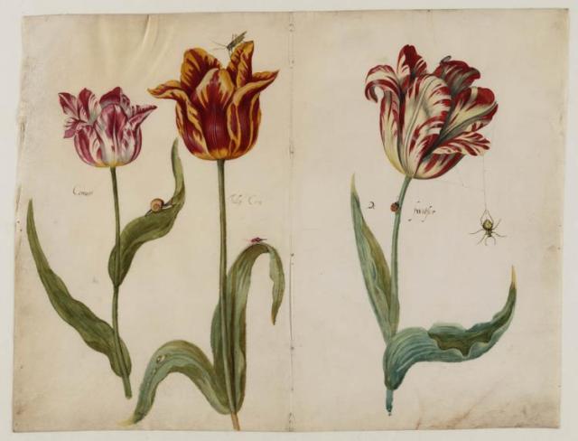 Tulips by Jacob Marrell, c.1630-50 Teylers Museum, Haarlem