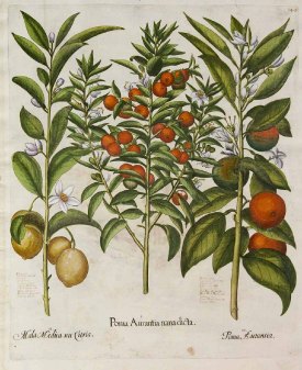 Citrus sinensis Common Orange, from Bessler's Hortus Eystettensis, 1620