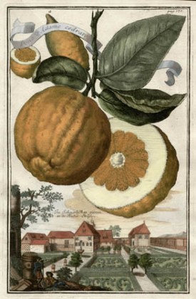 Pomo d'Adamo Cedratto, [Adam's Apple Citron], from Volkammer's Nürnbergische Hesperides, 1708-14