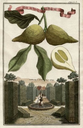 Altri Cedratti dalla Bizaria, [Other Eccentric Citrons] from from Volkammer's Nürnbergische Hesperides, 1708-14