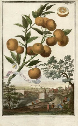 Aranzi Nanini da China, [Dwarf Oranges of China],from Volkammer's Nürnbergische Hesperides, 1708-14