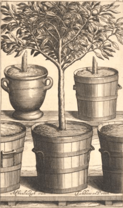 from Johannes Commelin's Netherlandish Hesperides , 1676