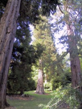 Giant redwoods at Killerton, from http://www.redwoodworld.co.uk