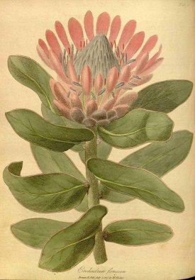 Erodendrum formosum Salisb. Hooker, W., Salisbury, R.A., The paradisus Londinensis, t. 76 (1805) [W. Hooker]