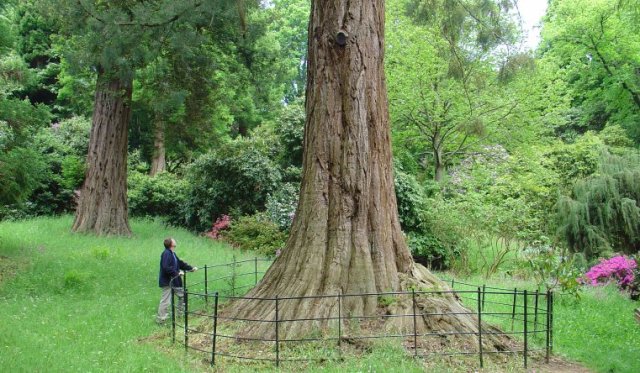 20080524_Broadclyst_Killerton_576b