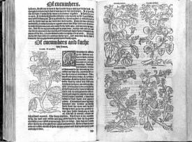 "Of cucumbers and suche" Anonymous copy after Albrecht Meyer Woodcut from William Turner (1510/1515-1568) A New Herball, Wherein are Conteyned the Names of Herbes, 1551-1562