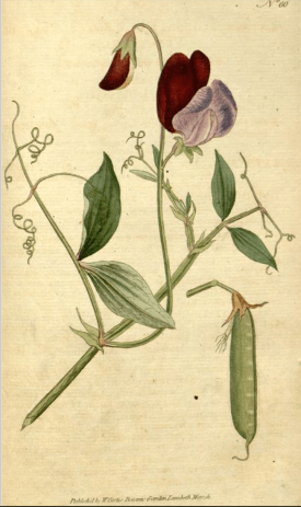 Curtis Botanical Magazine, vol.2 plate 60, 1788
