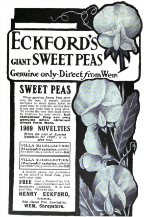 Sweet peas and how to grow them by Thomas, H. H. (Harry Higgott) Published 1909