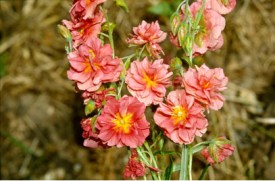 Helianthemum 'Mrs C.w. Earle', https://www.rhs.org.uk