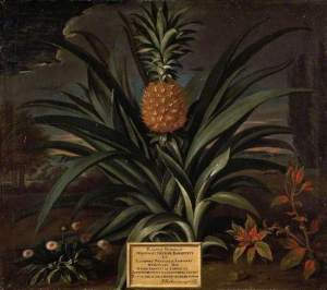Pineapple Grown in Sir Matthew Decker's Garden at Richmond, Surrey by Theodorus Netscher(c) The Fitzwilliam Museum; Supplied by The Public Catalogue Foundation