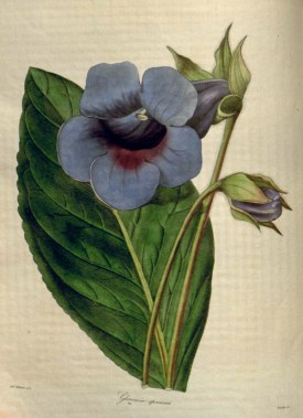 Gloxinia speciosa This beautiful variety of speciosa was raised in the garden of Mrs. Lawrence of Drayton Green. It is remarkably large flowered, and of good depth of colour. Botanist, 105. Maund, B., Henslow, J.S., The Botanist, vol. 2: t. 105 (1838) 