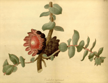 Erodendron amplexicaule, collected by Niven and grown by Knight for George Hibbert from the Paradisus Londonesnsis, 