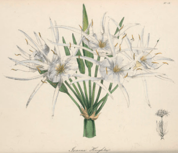 Ismene knightii, from The Magazine of Exotic Botany, vol.2, 1838