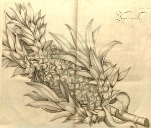 from Ananas comosus (L.) Merr. [as Ananassa sativa Lindl.] pineapple Rheede tot Drakestein, H.A. van, Hortus Indicus Malabaricus, vol. 11: t. 1 (1692)