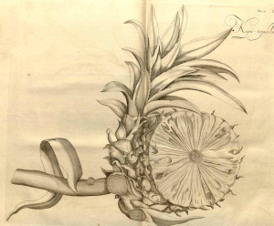 from Ananas comosus (L.) Merr. [as Ananassa sativa Lindl.] pineapple Rheede tot Drakestein, H.A. van, Hortus Indicus Malabaricus, vol. 11: t. 1 (1692)