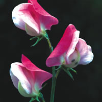 Painted Lady http://www.plant-world-seeds.com