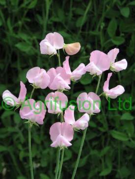 Nellie Viner http://www.englishsweetpeas.co.uk/