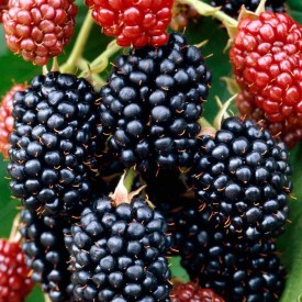 Merton Thornless http://www.jparkers.co.uk