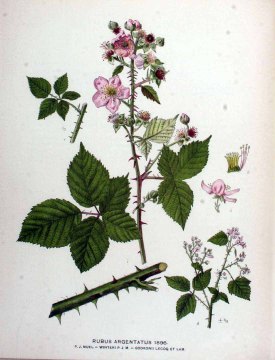 Rubus argentatus P.J. Müll. Kops et al., J., Flora Batava, vol. 24: t. 1896 (1915)
