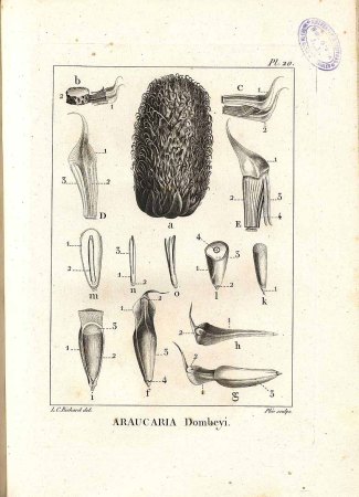 Araucaria araucana (Molina) K. Koch [as Araucaria dombeyi A. Rich.] araucaria, Chilean pine, monkey puzzle tree Richard, L.C.M., Commentatio botanica de Conifereis et Cycadeis, t. 20 (1826) [L.C.M. Richard]
