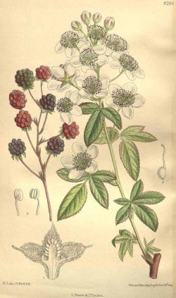 Rubus flagellaris Willd. [as Rubus canadensis L.] Curtis’s Botanical Magazine, vol. 135 [ser. 4, vol. 5]: t. 8264 (1909) [M. Smith]