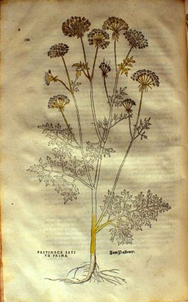 "Pastinaca Erraticus, from Fuchs' 1542 De historia stirpium commentarii insignes (Image courtesy of Smithsonian Institute)