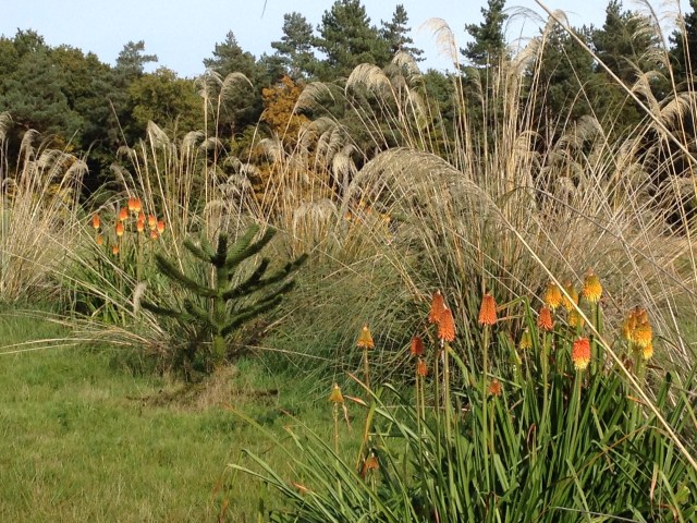 Araucraia, Cortaderia and Kniphofia in Gondwanaland, David marsh 2015