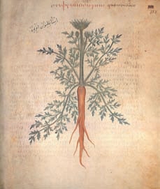 Staphylinos Agrios The wild carrot, but appears to be a primitive type of cultivated carrot from the Codex Neapolitanum http://www.carrotmuseum.co.uk