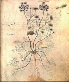 Gingidion The wild carrot (Daucus gingidium). (also referred to as Cretan carrot) fom the Codex Neapolitum http://www.carrotmuseum.co.uk