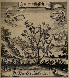Rubus Merian, M., Der Fruchtbringenden Gesellschaft, t. 153 (1646)