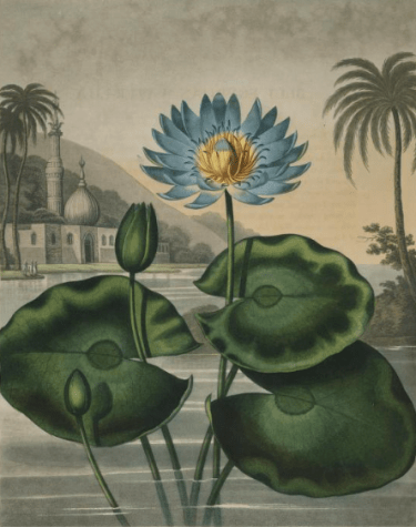 The Blue Egyptian water Lily