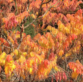 Rhus typhinus, David Marsh Oct 2015