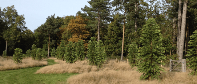 A small part of the Wollemi Pine plantation David marsh, Oct 2015