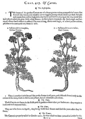 Carrots from John's revision of Gerard's Herbal 1633