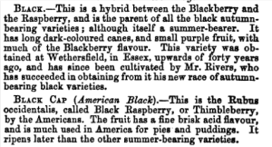 From Higg Fruit Mnaual 1860 edition