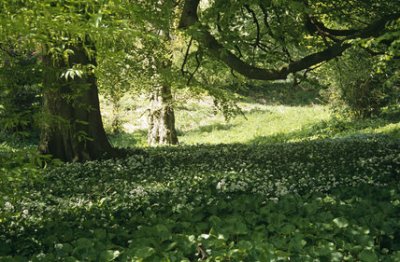 Wild garlic growing in the garden in the area called "Paradise" ©NTPL/Lynn Keddie