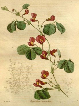 Kennedia carinata (Benth.) Domin [as Physolobium carinatum Benth.] Maund, B., Henslow, J.S., The botanist, vol. 4: t. 183 (1840) [A.I. Withers]