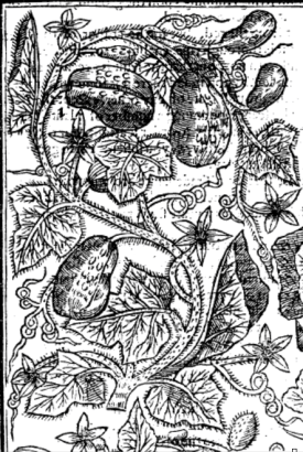 Curcumis vulgaris, the ordinary Cowcumber from Paradisi in sole paradisus terrestris, 1629