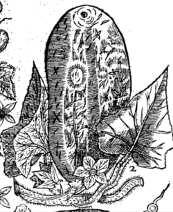 Curcumis hispanicus, the long yellow Spanish Cowcumber from Paradisi in sole paradisus terrestris, 1629