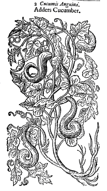 The Adders Cucumber from Thomas Johnson's edition of Gerard;s Herbal 1633