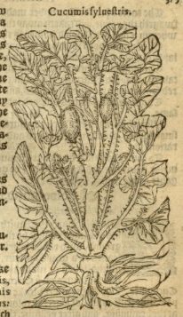 from Lyte's New Herbal, 157x