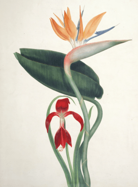 http://www.ursusbooks.com/pages/books/146401/augusta-withers/bird-of-paradise-and-amaryllis
