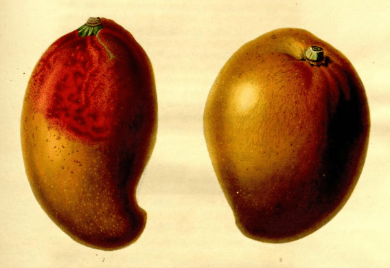 The Red and Yellow Powis mangoes from The Transactions of the Hortivultutal Society of London, vol.6 1826