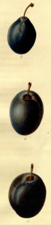 another detail from Mr Knight's seedling plums, from The Transactions of the Hortivultutal Society of London, vol.6 1826