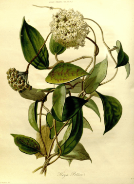 Hoya pallida from the Transcations of the Horticultural SOcirty of London, vol.7 1830