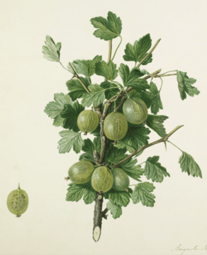 Gooseberry Compton's Sheba Queen, drawn by Withers for the Horticultural Society, 1825