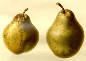 Beurre d’Aremberg Pera and Gloux Morceaux Pear, from from the Transcations of the Horticultural SOcirty of London, vol.7 1830