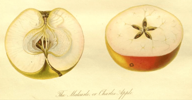 TheMalcarle or Charles Apple from the Transcations of the Horticultural SOcirty of London, vol.7 1830